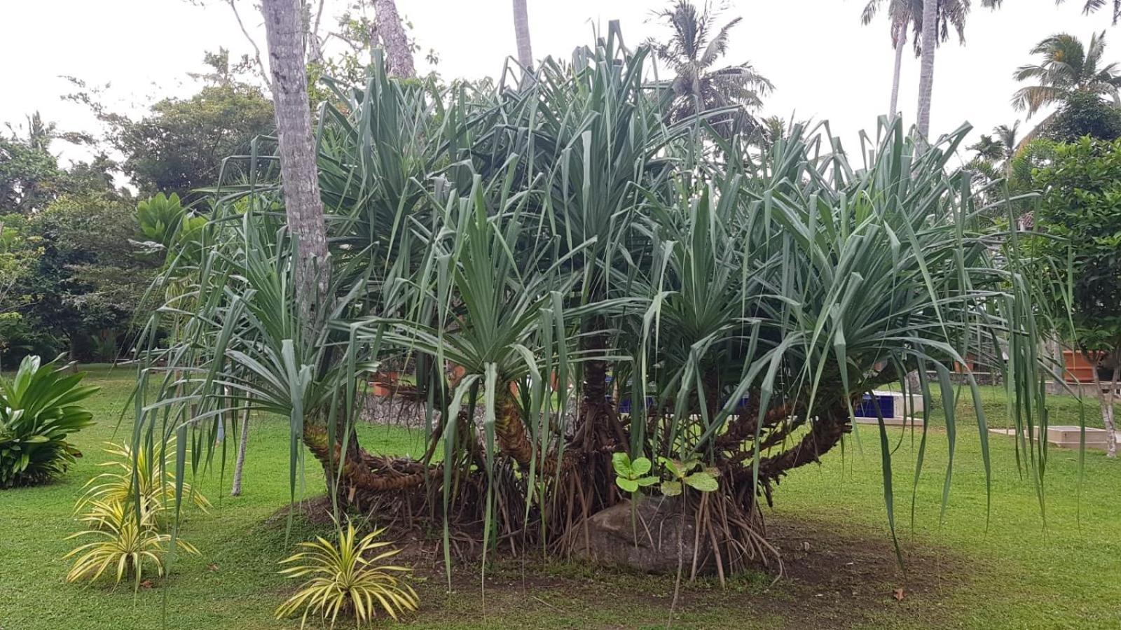 Avalon Village Resort Induruwa Kültér fotó